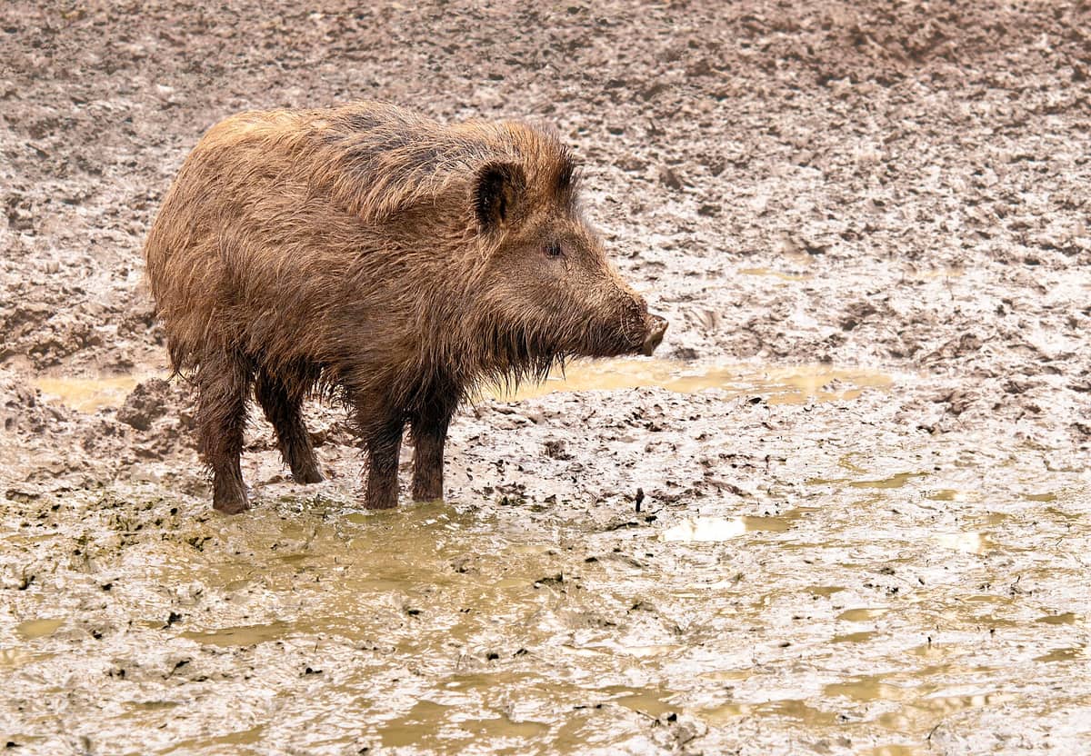 Fauna selvatica