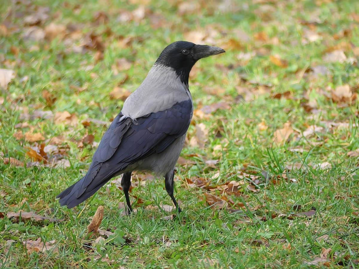 Cornacchia e corvidi
