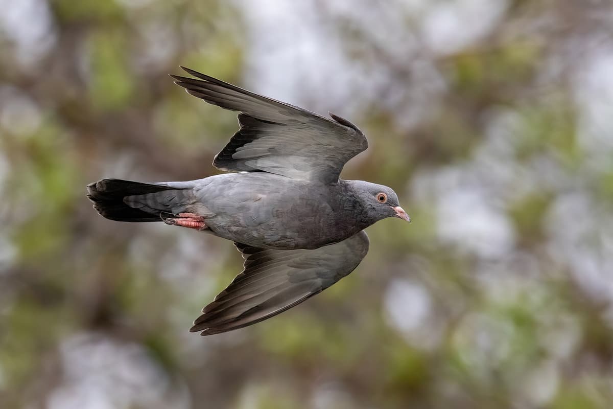 Bird control