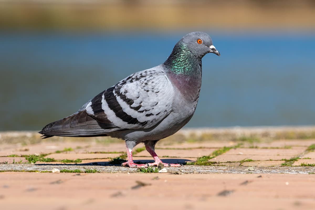 Bird control e normativa