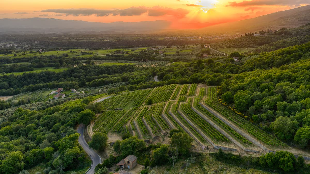Vigneto al tramonto